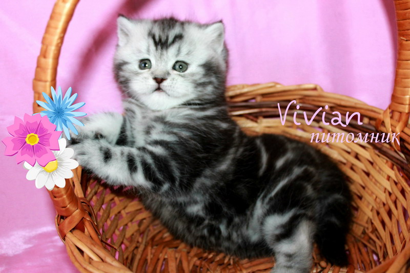      VIVIAN.