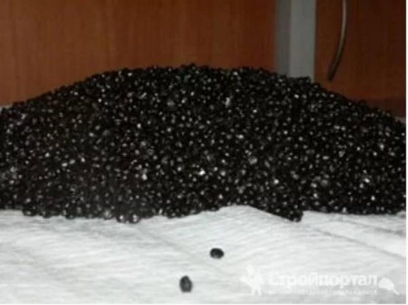 aop caoea T-